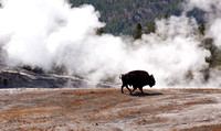 Bison and Castle Geyser, Yellowstone NP, Sep'08