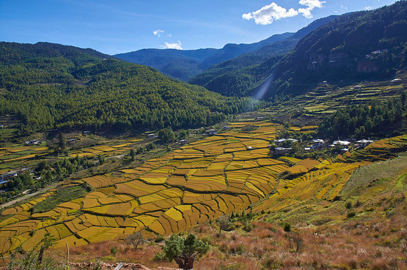 Rice fields in Paro valley