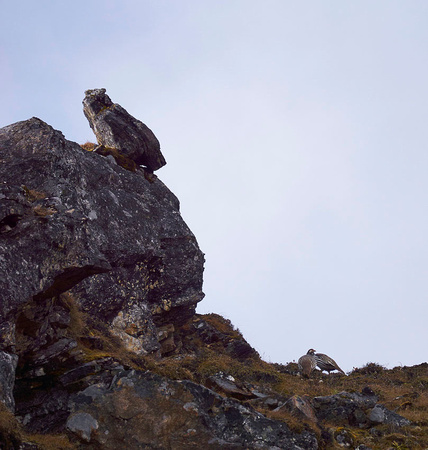Stone awl and real pheasants near Narethang camp (4940m)