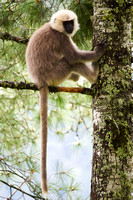 Gray langur on ascent to Tango monastery