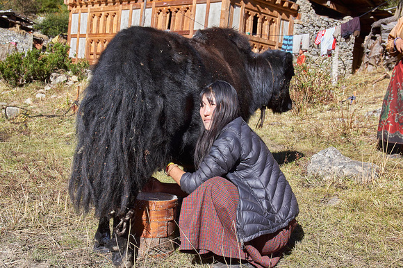 Milking a yak in Lhedi village (3900m)
