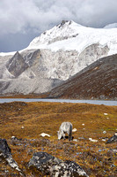 One of our 'ponies' near the Tsho Chena lake (4960m)