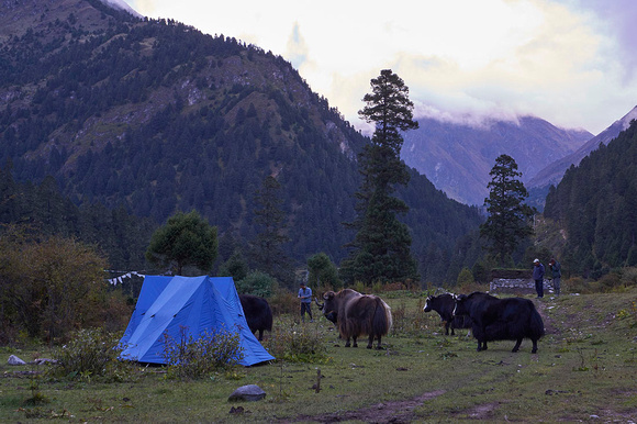 Yaks on the camp below Laya village