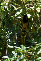 Yellow-billed blue magpie