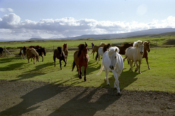 Icelandic Horses, July'04