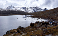 A view from the Loju La pass (5145m) on the approaching trek group with yaks